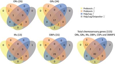 Description of Chemosensory Genes in Unexplored Tissues of the Moth Spodoptera littoralis